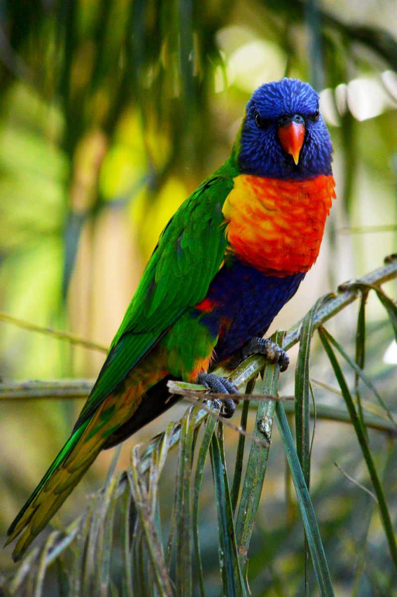 Rosella